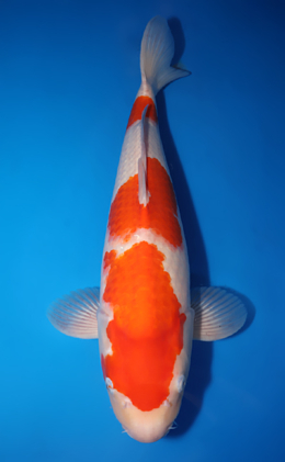 Kohaku - koi #x0618t037