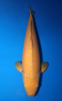 Karashi - koi #x0618t041