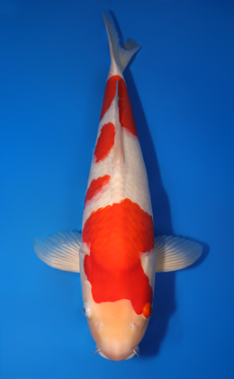Kohaku - koi #x0618t044