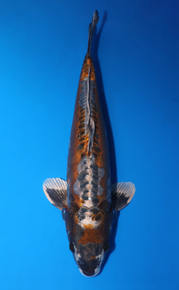 Metallic Ochiba - koi #x0618t045