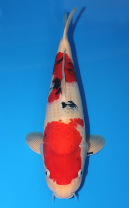 Taisho Sanke - koi #x0619s001