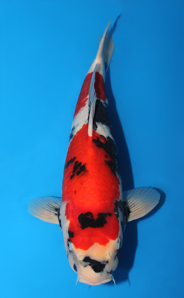 Showa - koi #x0619s002