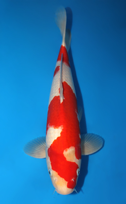 Kohaku - koi #x0619s004