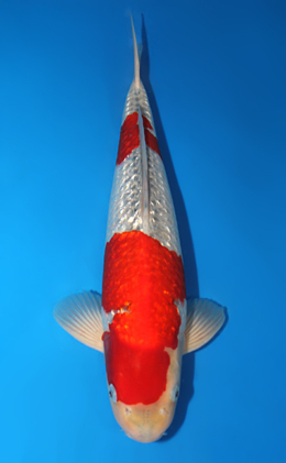 Ginrin Goshiki - koi #x0619s005