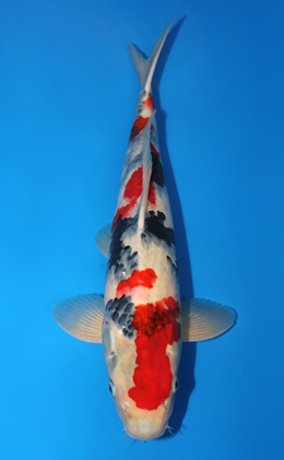 Showa - koi #x0619s008