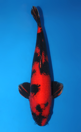 Hi Utsuri - koi #x0619s010