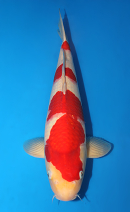 Kohaku - koi #x0619s012