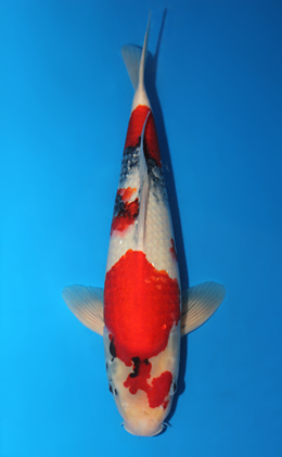 Showa - koi #x0619s013