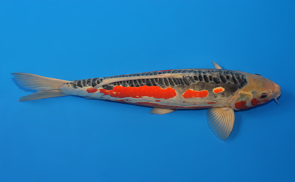 Shusui – koi #x0619s015 - Image 3