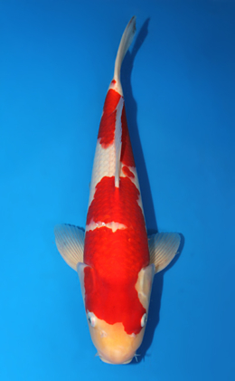 Kohaku - koi #x0619s016