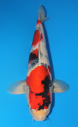 Showa - koi #x0619s017