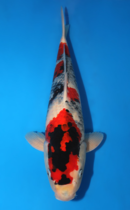 Showa - koi #x0619s018