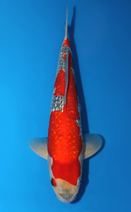 Ginrin Goshiki - koi #x0619s019