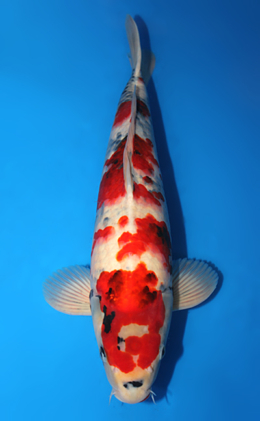 Showa - koi #x0619s020