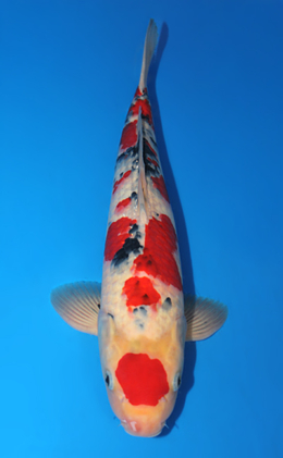 Tancho Sanke - koi #x0619s021