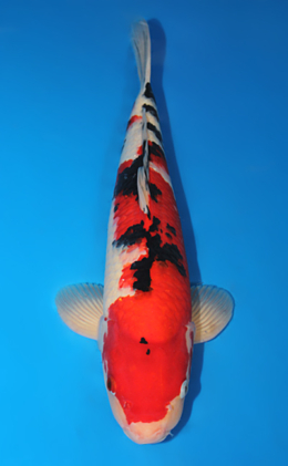 Showa - koi #x0619s023