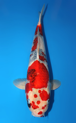 Showa - koi #x0619s027
