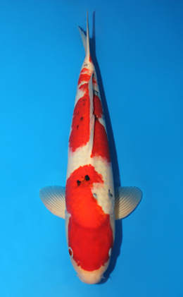 Taisho Sanke - koi #x0619s033