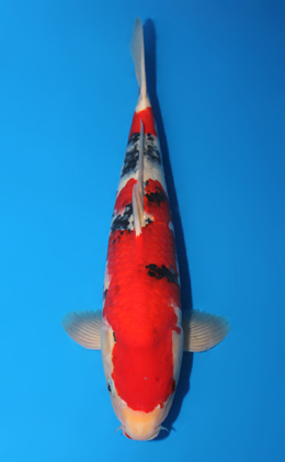 Taisho Sanke - koi #x0619s034