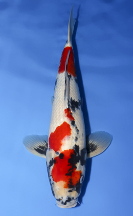Showa - koi #x0620s003