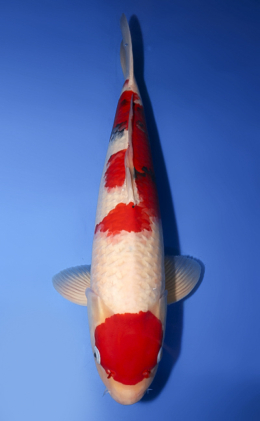 Taisho Sanke - koi #x0620s004