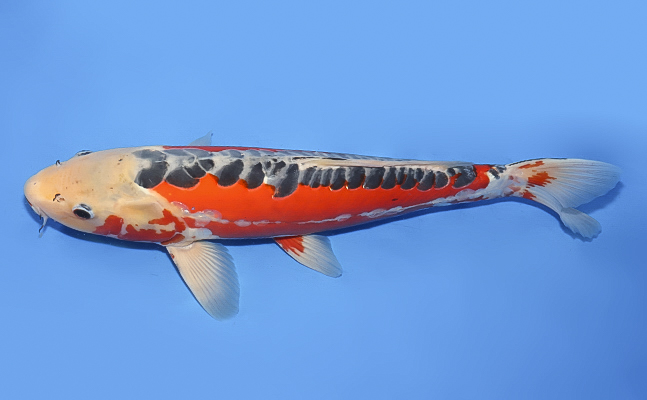 Shusui - koi #x0620s010 - Kawakami Koi Farm