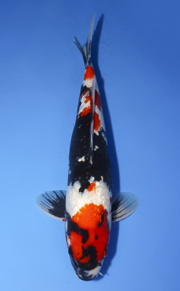 Ginrin Showa - koi #x0620s011