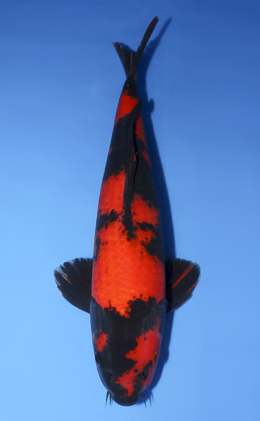 Hi Utsuri - koi #x0620s013