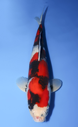 Showa - koi #x0620s015