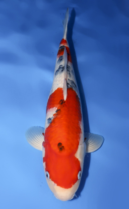 Taisho Sanke - koi #x0620s023