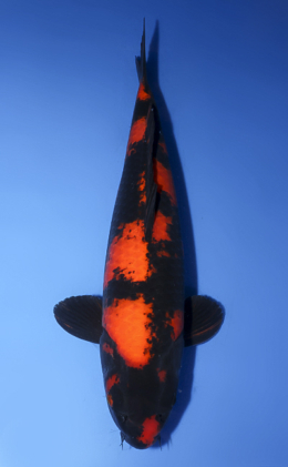 Hi Utsuri - koi #x0620s024