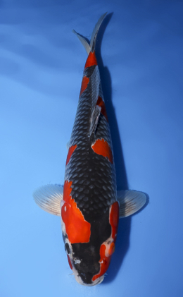 Goshiki - koi #x0620s025