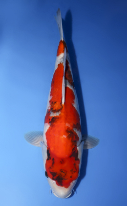 Showa - koi #x0620s026