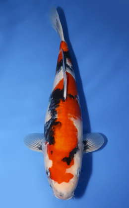 Showa - koi #x0620s027