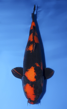 Hi Utsuri - koi #x0620s031