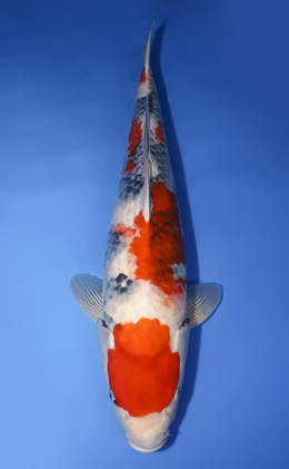 Showa - koi #x0620s032