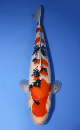Taisho Sanke - koi #x0620s033