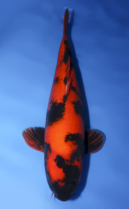 Hi Utsuri - koi #x0620s034