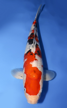 Taisho Sanke - koi #x0620s037