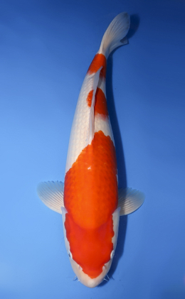 Kohaku - koi #x0620s038