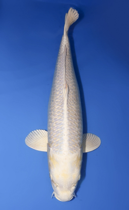 Ginrin Platinum - koi #x0620s040