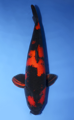 Hi Utsuri - koi #x0620s042