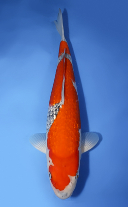 Ginrin Goshiki - koi #x0620s043