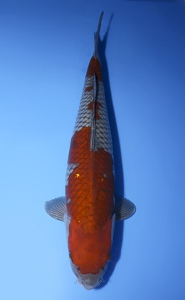 Ochibashigure - koi #x0620s044