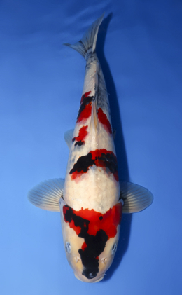 Showa - koi #x0620s046
