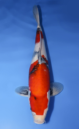 Showa - koi #x0620s047