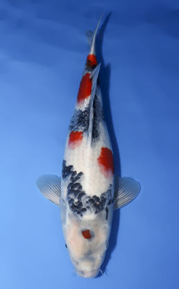 Showa - koi #x0620s049