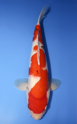 Taisho Sanke - koi #x0620s051