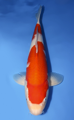 Kohaku - koi #x0620s052