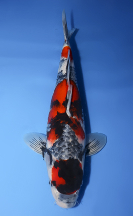 Showa - koi #x0620s053
